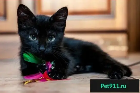 Кошки потеряшки, Чита, фото: Потеряшка кошка и котята в районе кафе Аура, Чита