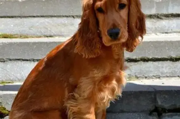 Пропала собака в Коломне: кокер спаниель Злата, рыжего цвета