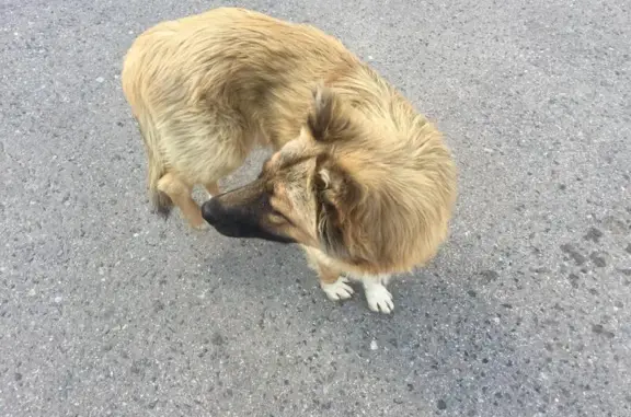 Найдена рыжая собака на МКАД, 44-й км