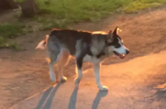Собака найдена в Новосибирске на Менделеева