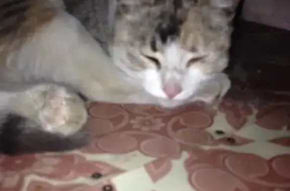 Найдена трехцветная кошка на Лежневской, Иваново