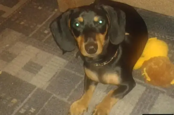 Собаки потеряшки, Грибаново, фото: Потеряшка собака в Грибаново, Московская область