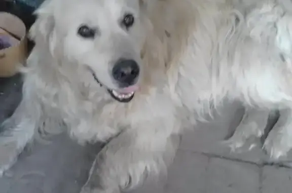 Собаки потеряшки, Донецьк, фото: Потеряшка собака в Донецке