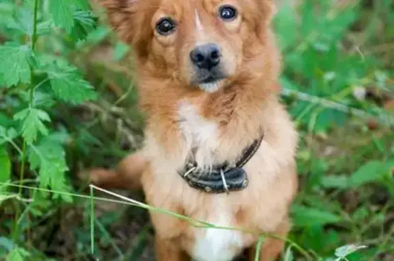 Найден ласковый пес с черным ошейником в Московской области
