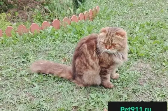 Пропала кошка в Билибинском районе, найден кот-рыжик.