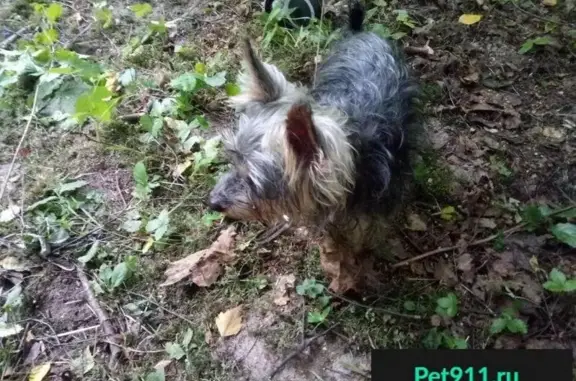Пропала и найдена собака в Благовещенском лесу, г. Ногинск