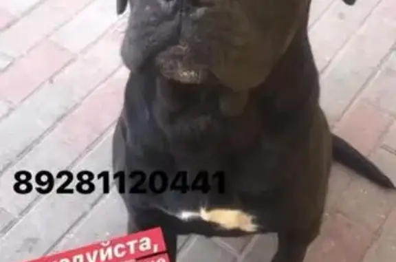 Пропала собака в Ростове с белыми галстучком и носками