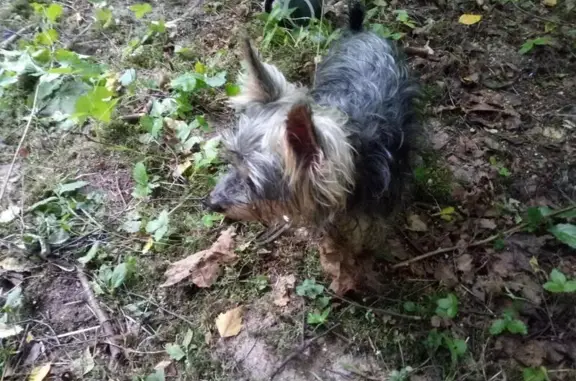 Собака с хромой лапой найдена в лесу, Ногинск, ул. Советская 1.