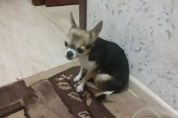 Собака найдена в Ивантеевке
