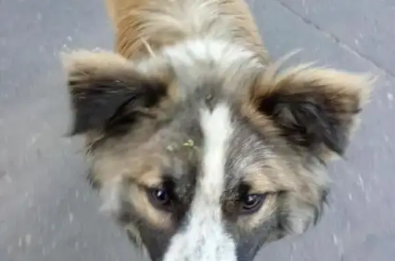Найдена собака в Электростали с ошейником!