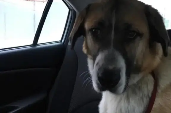 Пропала собака Аманда в Дмитровском городском округе