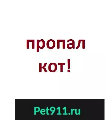 Пропал кот Валера на пр. Кольском, 9