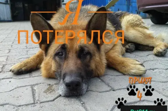 Найдена собака в Донецке, нужна помощь и репосты!