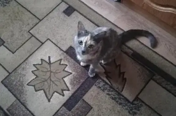Найдена кошка у ДК Медведева в Брянске
