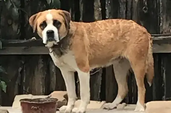 Найдена собака в Смоленских дачах