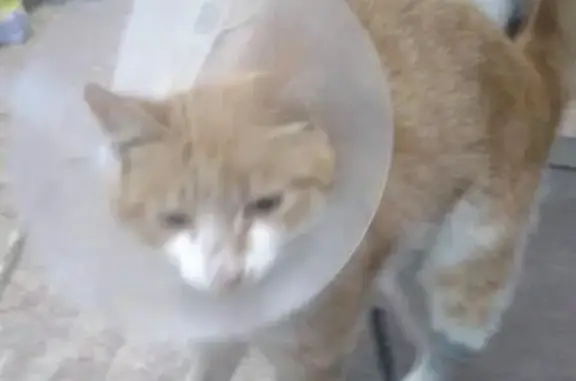 Найдена кошка-инвалид в Ростове