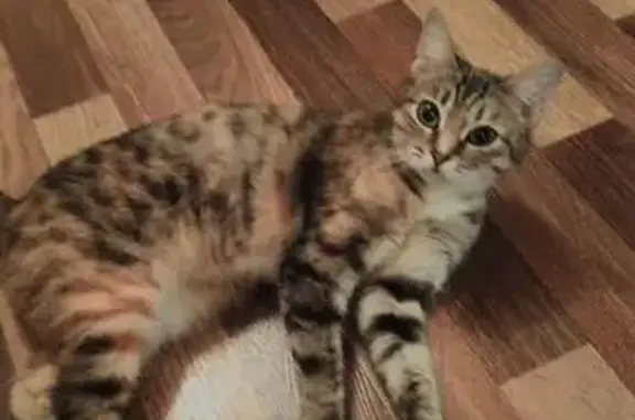 Кошки потеряшки, Омск, фото: Потеряшка кошка на бульваре архитекторов, Омск