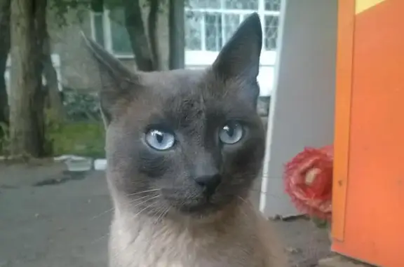 Найден домашний сиамский кот на Решетникова 6, Юго-Западный микрорайон.
