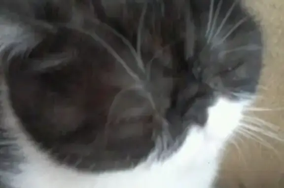 Кошки потеряшки, Омск, фото: Потеряшка кошка в Омске, ул. 20 лет РККА.