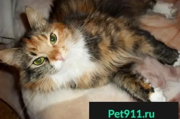 Найдена кошка с пропавшей лапкой в Архангельске