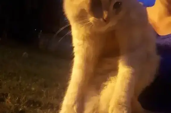 Найден кот в Череповце
