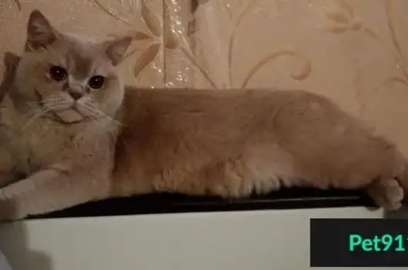 Пропала кошка Боня по адресу Семинарская 35 в Рязани
