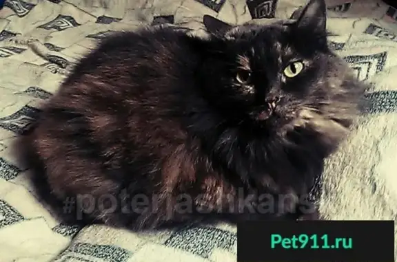 Пропала кошка в Чите, особое внимание на Котовского 42 и 58!