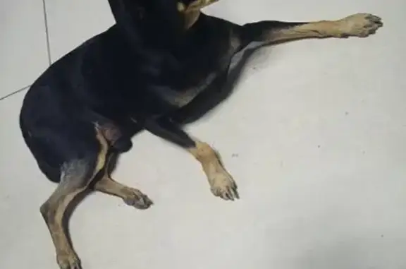 Найдена собака в Чите, ищем хозяев
