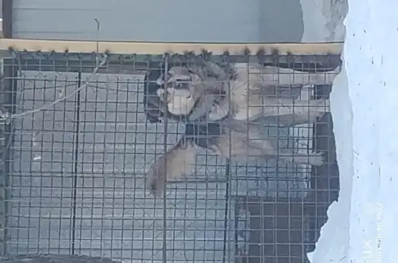 Пропал метис Аляскинского маламута в Одинцовском районе