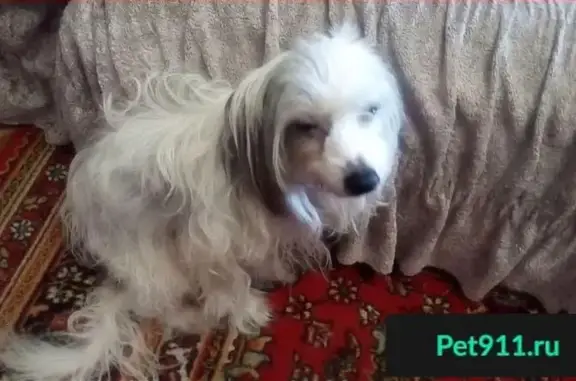 Собаки потеряшки, Воронуха, фото: Потеряшка собака в деревне Воронуха