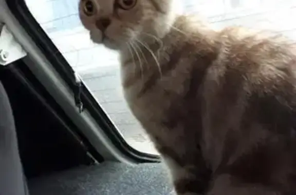 Найдена кошка в Магнитогорске