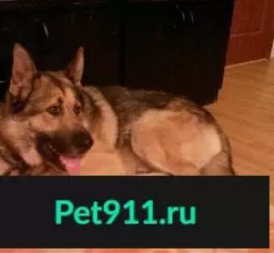 Пропала собака #Солнечногорск М.о. #Лугинино