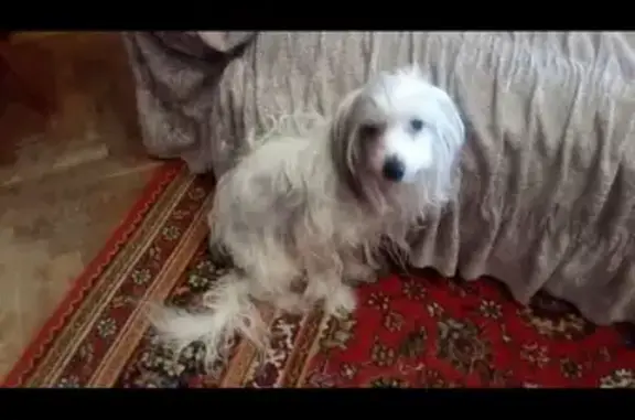 Собаки потеряшки, Воронуха, фото: Потеряшка собака в деревне Воронуха, Конаковский район, Тверская область