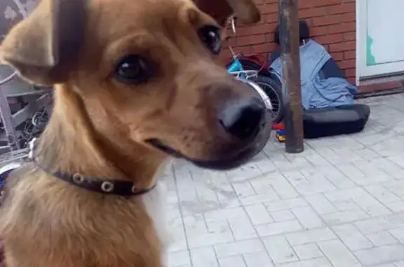 Найдена собака на ул. Володарского в Омске