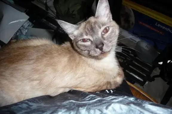Найдена кошка на Гурзувской 15