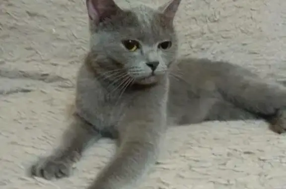 Кошка найдена на Сибирской, Томск, 104