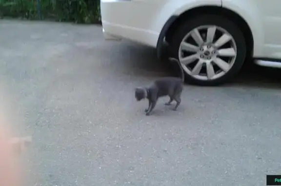 Найден серый котик с ошейником в Краснодаре на Южной улице 24