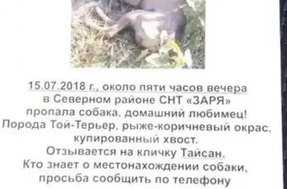Пропала собака в Электростали, район СНТ Заря