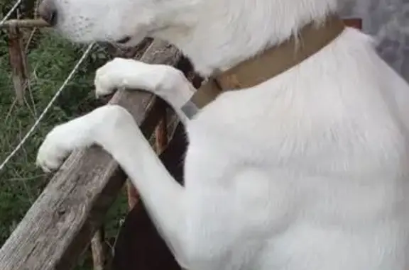 Найден белый пёс в Энгельсе, возраст 3 года