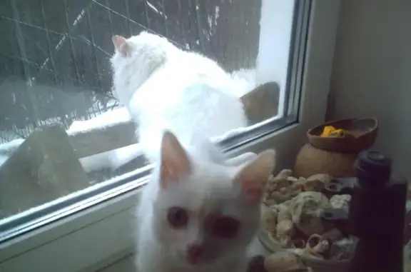 Пропала белая кошка в Зеленогорске, Ленинградская обл. на берегу Финского залива