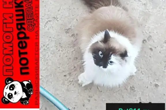 Кошки потеряшки, Новоселки, фото: Потеряшка кошка в СНТ Лето (Шугарово) - помогите найти!