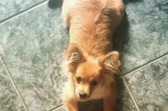 Пропала собака Лиза на Беговой 152, Воронеж