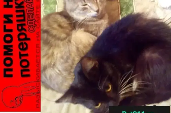 Кошки потеряшки, Трехденево, фото: Потеряшкаи две кошки в деревне Трехденева, Клинский район