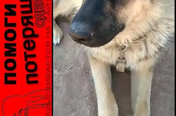 Пропала собака в Поселке Приволжье и Селе Солянка