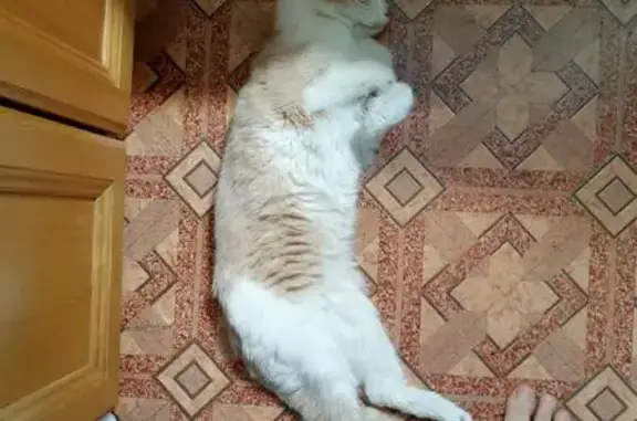 Найдена кошка в д. Тарасово, глухая. Москва, Рязановское