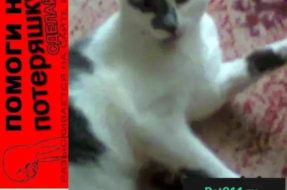 Кошки потеряшки, Подъем, фото: Потеряшка кошка в районе Маяка, ул. К. Маркса 125. Помогите найти!