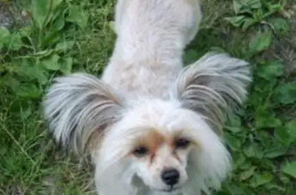 Пропала собака в посёлке Коробово, Московская область