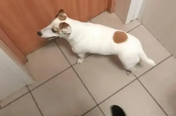 Найдена собака в магазине БЕТХОВЕН на Петрозаводской улице