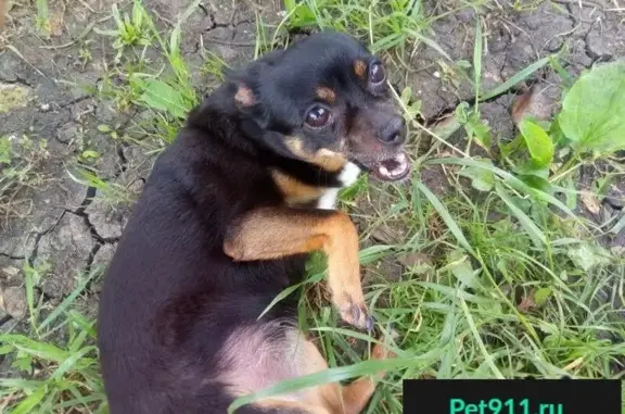 Пропала собака Пуля в районе Стрельбища