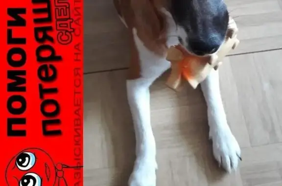 Пропала собака в Чеховском районе без ошейника